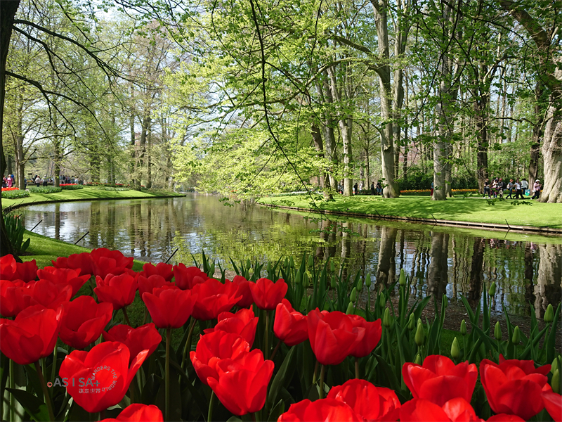 旅。荷蘭｜春季限定的絢爛花海 世界最大庫肯霍夫花園(Keukenhof)