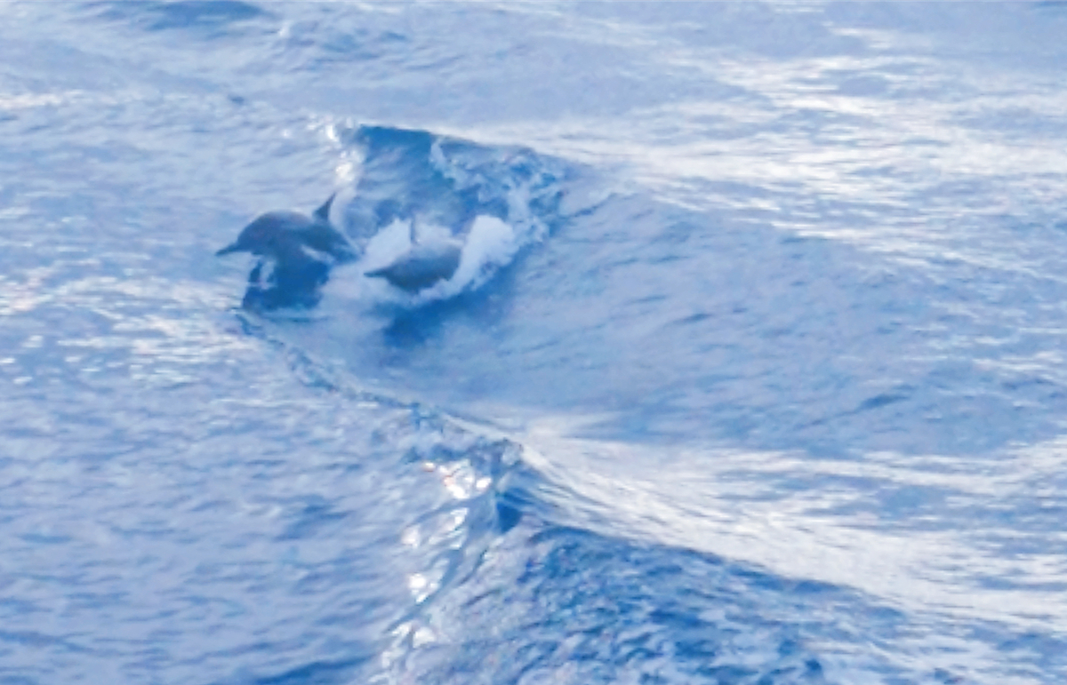 旅。關島｜乘風破浪，浮潛、逐海豚、賞夕陽的海洋遊艇之旅