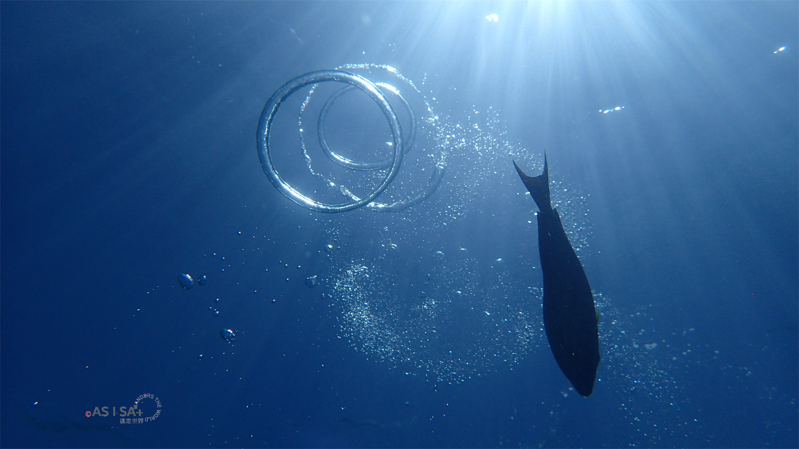旅。關島｜闔家歡景點－關島魚眼公園岸潛，潛水、海底太空漫步．．．