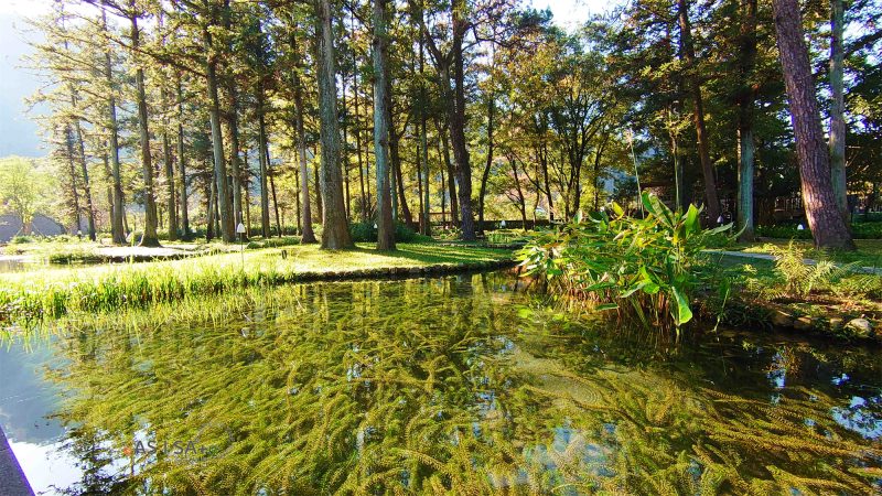 旅 宿。台中 | 谷關 星野「虹夕諾雅」跨年之旅(I)-杉林、水流、美人湯