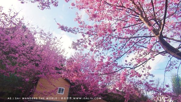旅。桃園 | 拉拉山櫻花季-小徑深處的粉色浪漫，昭和櫻滿開的美麗「觀星營地」!