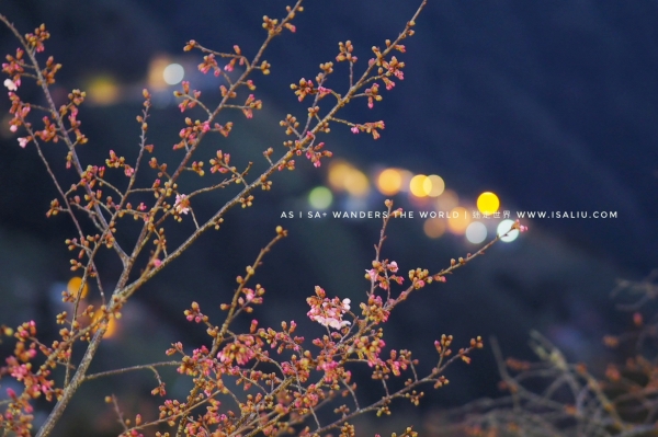 旅。桃園 | 拉拉山超熱門賞櫻景點「恩愛農場」